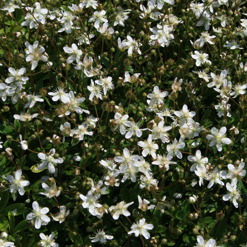 Overige hagen en heesters