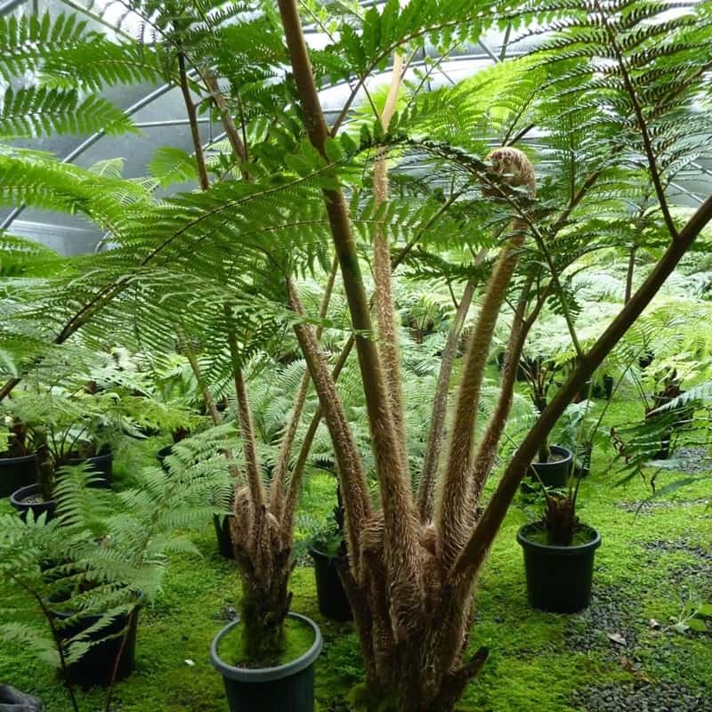 Cyathea cooperi Cyathea cooperi