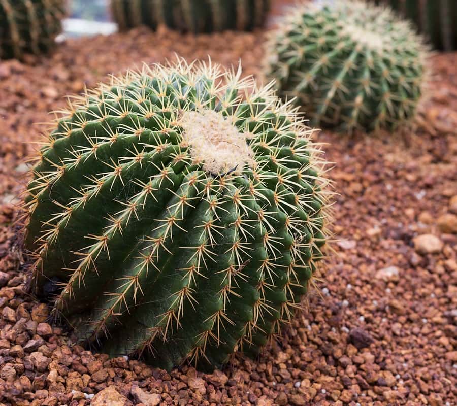 Echinocactus