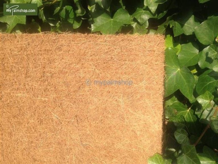 Alocasia Branchifolia Pink Passion blad