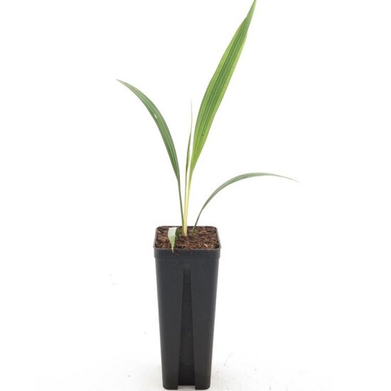 Syngonium Red Spot blad