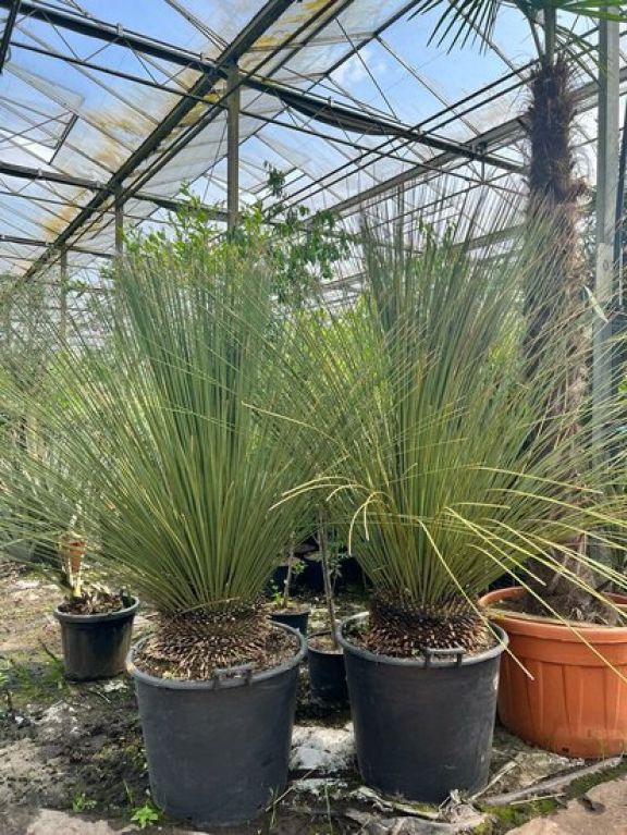 Scindapsus Treubii Dark plant