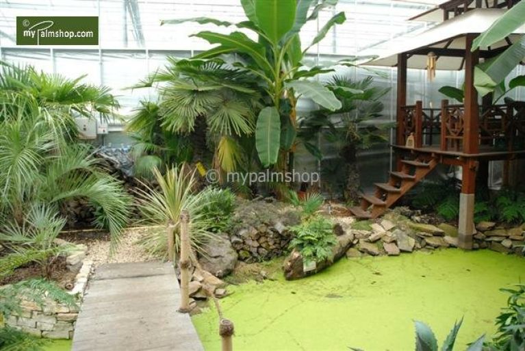 Scindapsus Treubii Dark