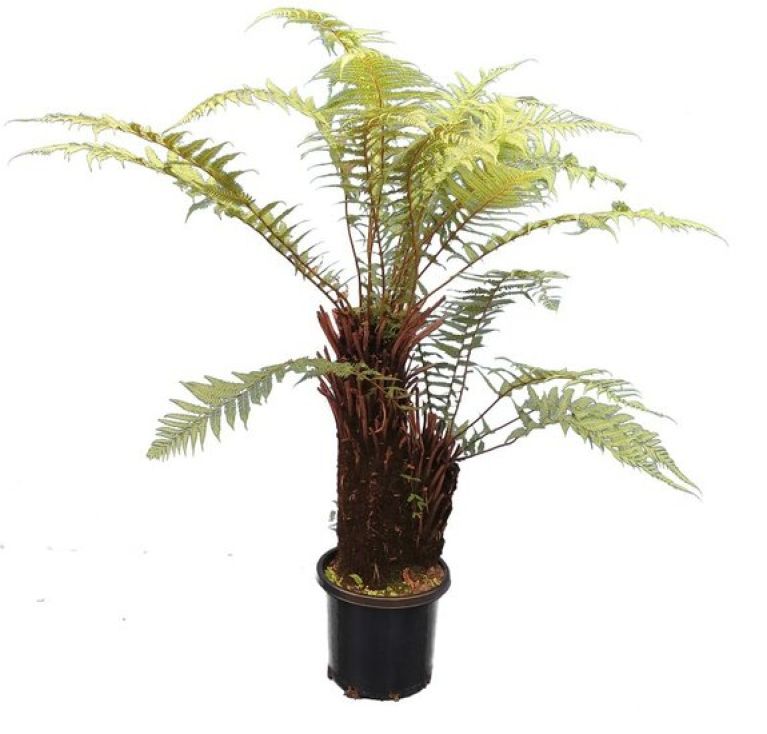 Epipremnum Pinnatum Global Green blad