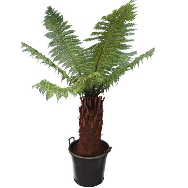 Epipremnum Pinnatum Global Green