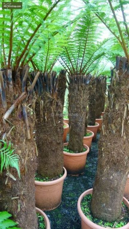 Monstera Siltepecana