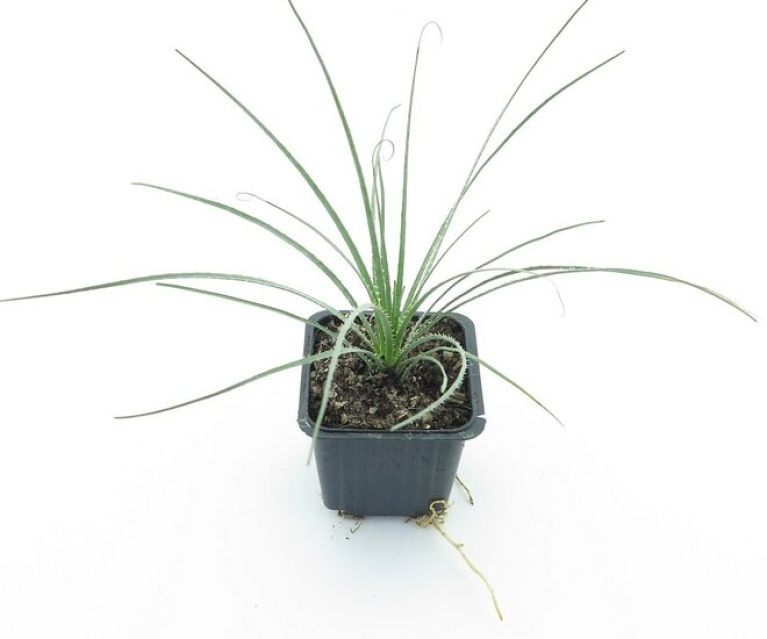 Scindapsus Treubii Dark plant