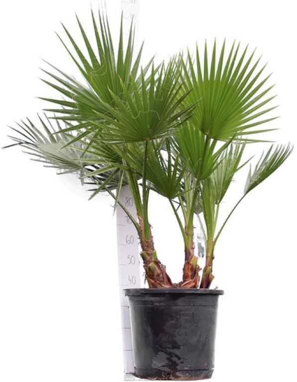 Scindapsus Treubii Dark