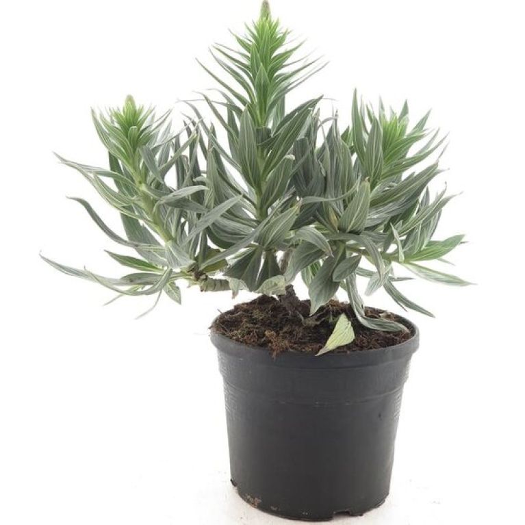 Solanum Evolvulifolium - P10