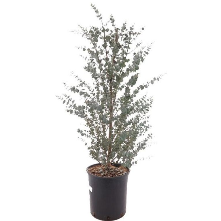 Epipremnum Pinnatum Global Green blad