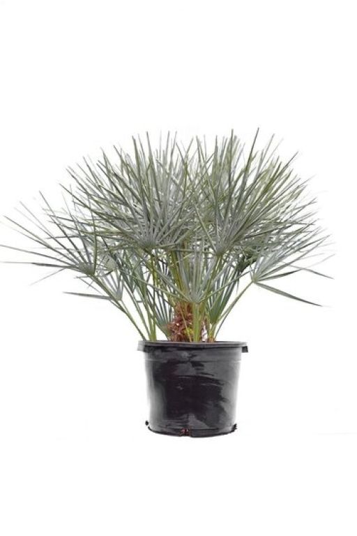 Epipremnum Pinnatum Global Green blad variegata