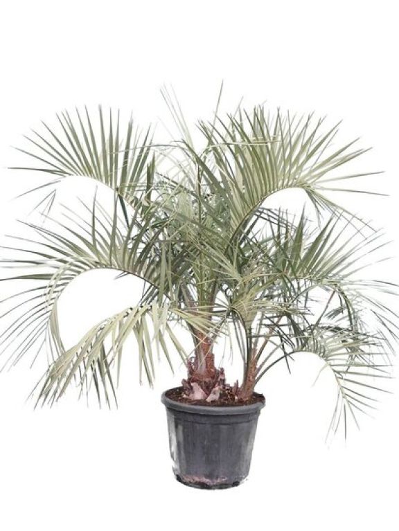 Scindapsus Treubii Dark plant