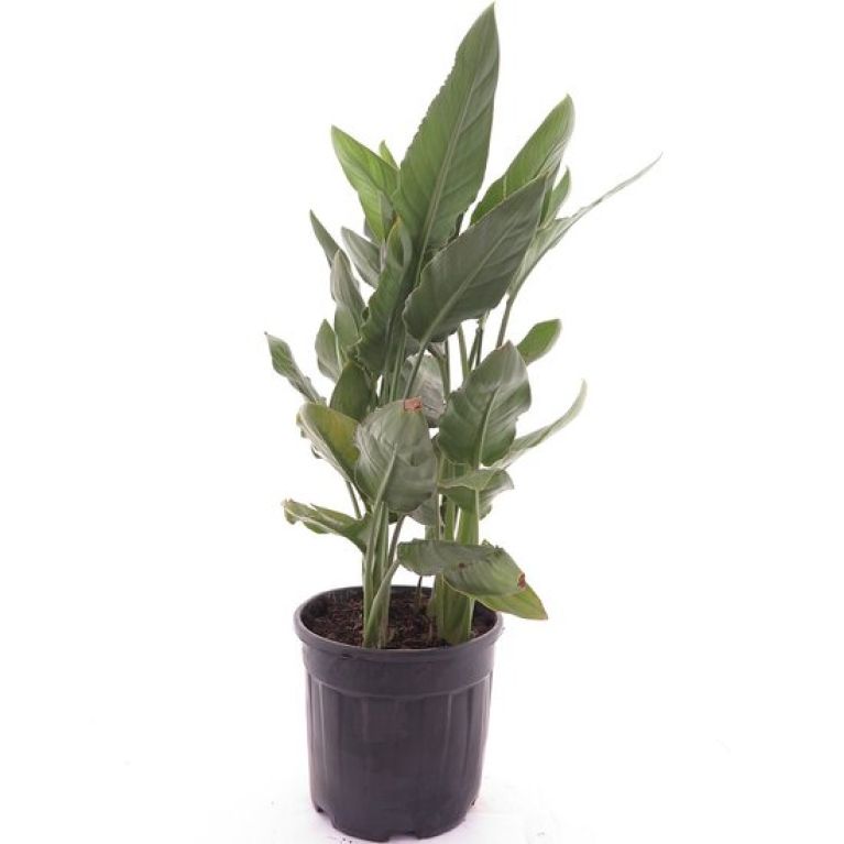 Syngonium Red Spot blad