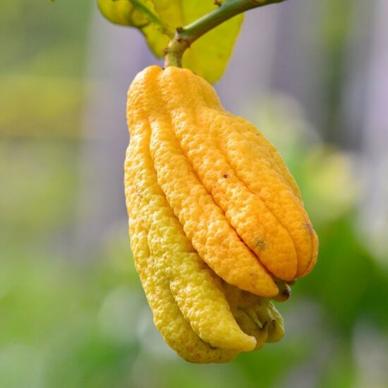 Syngonium Red Spot blad