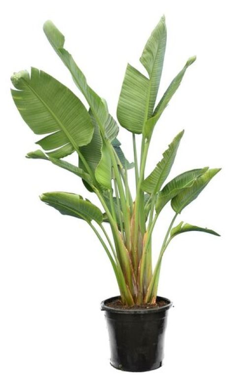 Epipremnum Pinnatum Global Green