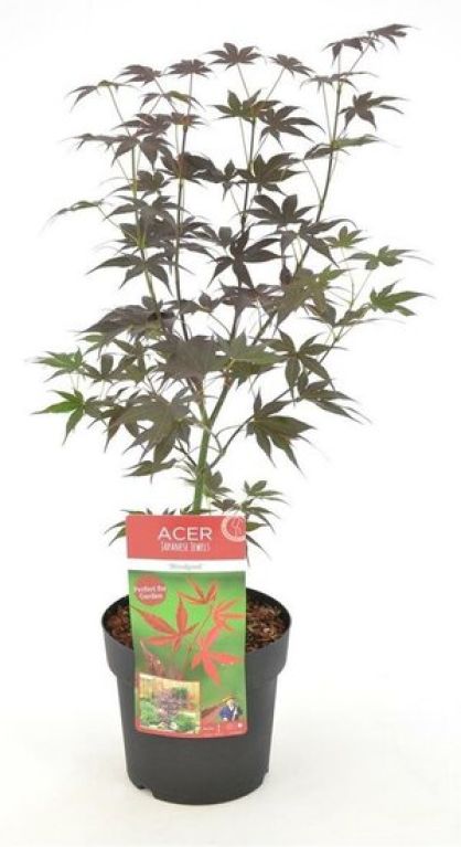 Alocasia Branchifolia Pink Passion blad