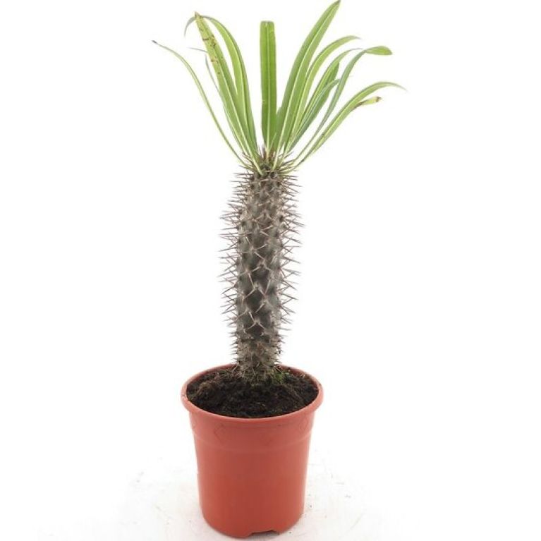 Syngonium Pink Splash