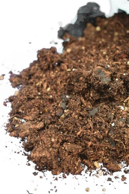 Syngonium Red Spot blad