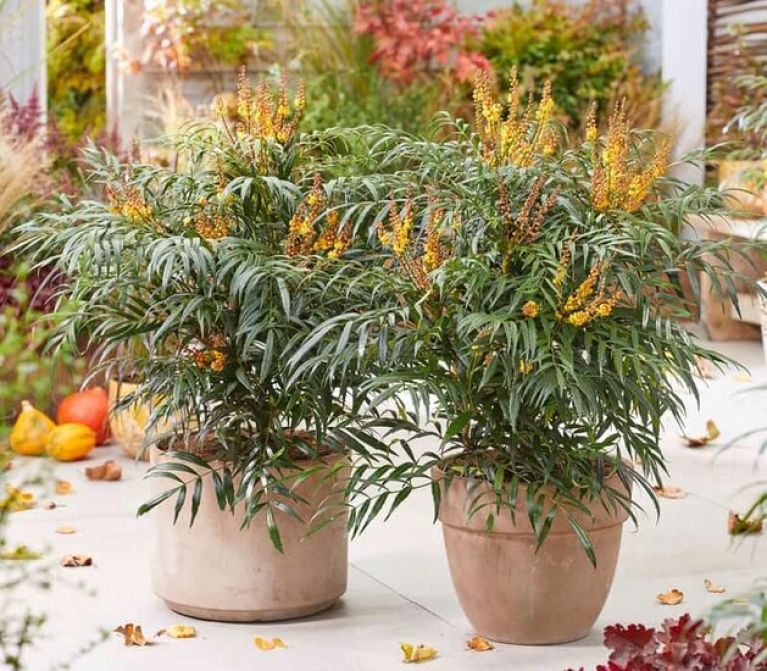 Scindapsus Treubii Dark