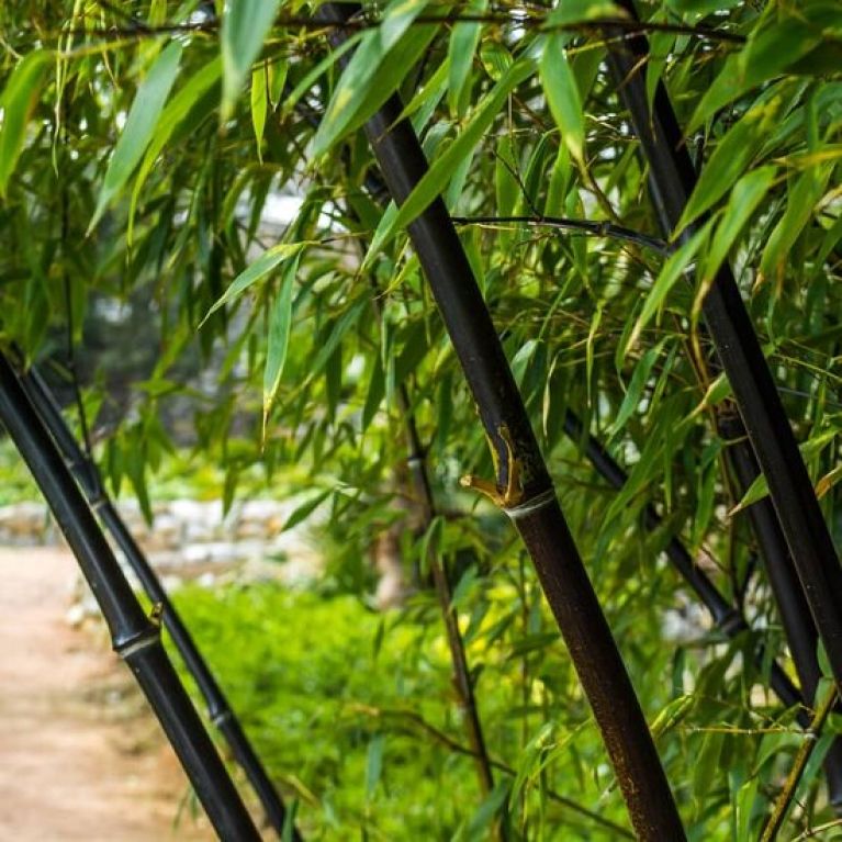 Syngonium Pink Splash