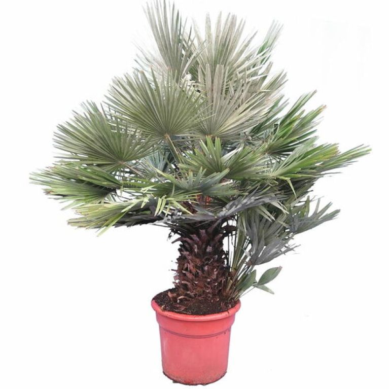 Epipremnum Pinnatum Global Green