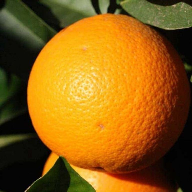 Syngonium Red Spot blad