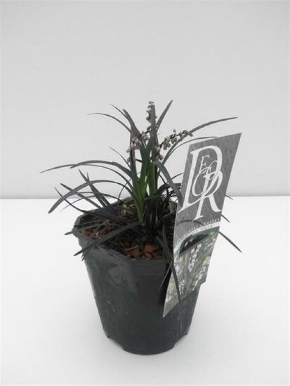 Epipremnum Pinnatum Global Green