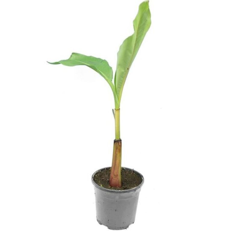 Hoya Krohniana Silver blad