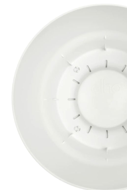 Monstera Siltepecana