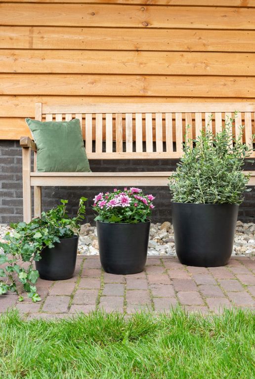 Syngonium Red Spot blad