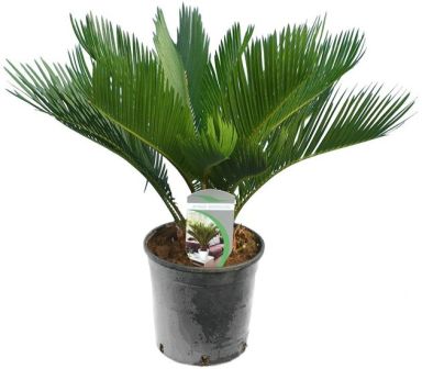 Epipremnum Pinnatum Global Green