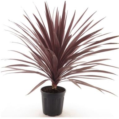 Alocasia Branchifolia Pink Passion blad