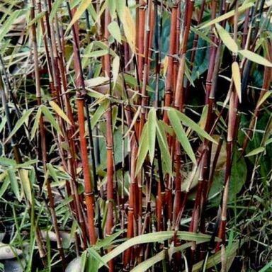Syngonium Pink Splash