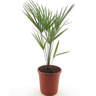 Syngonium Red Spot blad