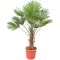 Epipremnum Pinnatum Global Green
