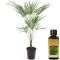 Epipremnum Pinnatum Global Green
