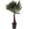 Epipremnum Pinnatum Global Green